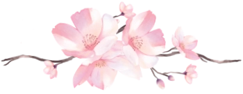 sakura